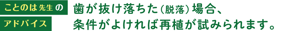 歯が抜け落ちた（脱落）場合、条件がよければ再植が試みられます。